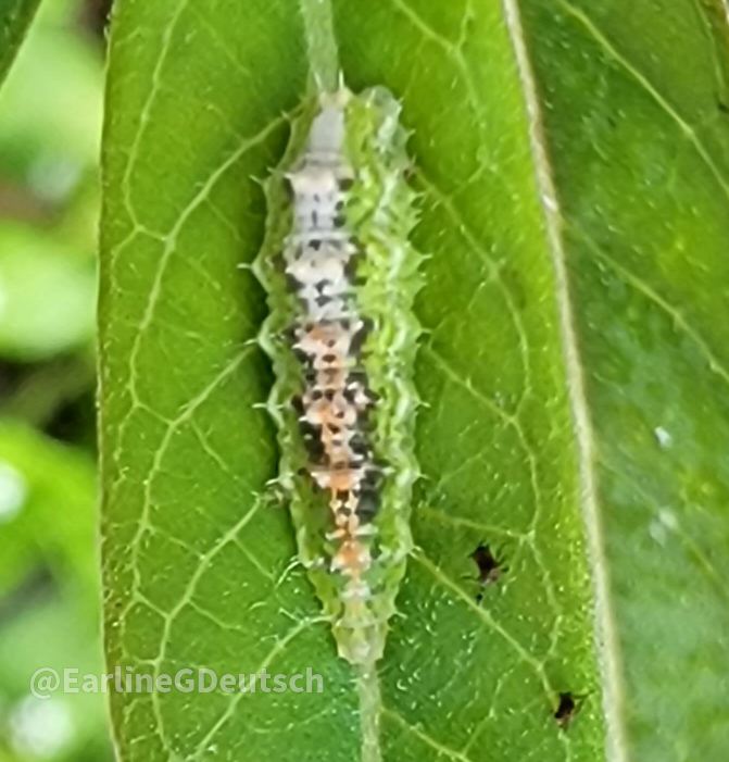 Beautiful Fly Larvae on Milkweed (Asclepias&nbsp;tuberosa)