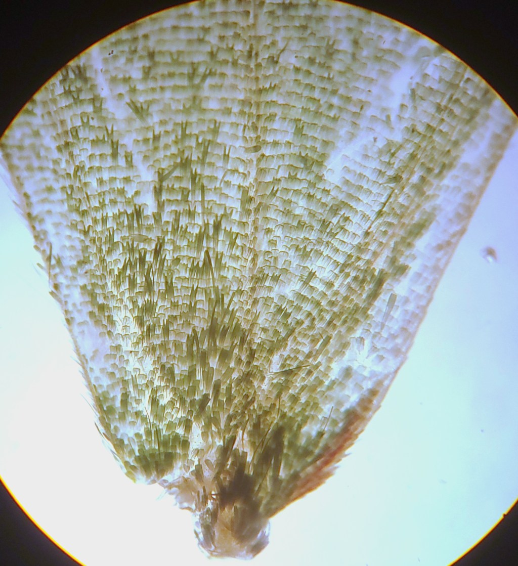 Wing Scales of an Emerald&nbsp;Moth