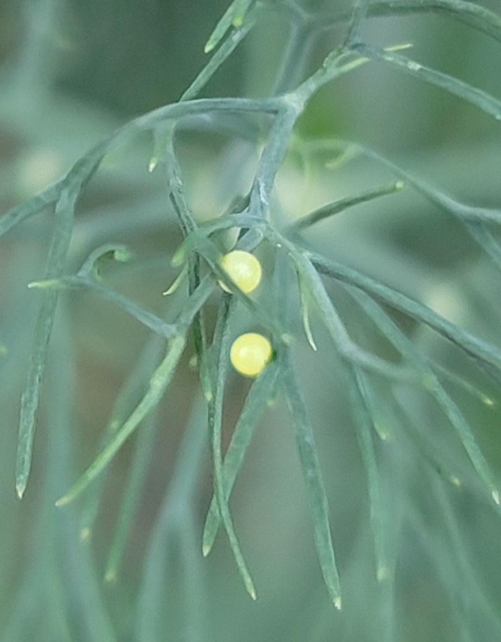 Day 1 of Black Swallowtail Egg&nbsp;Laying!