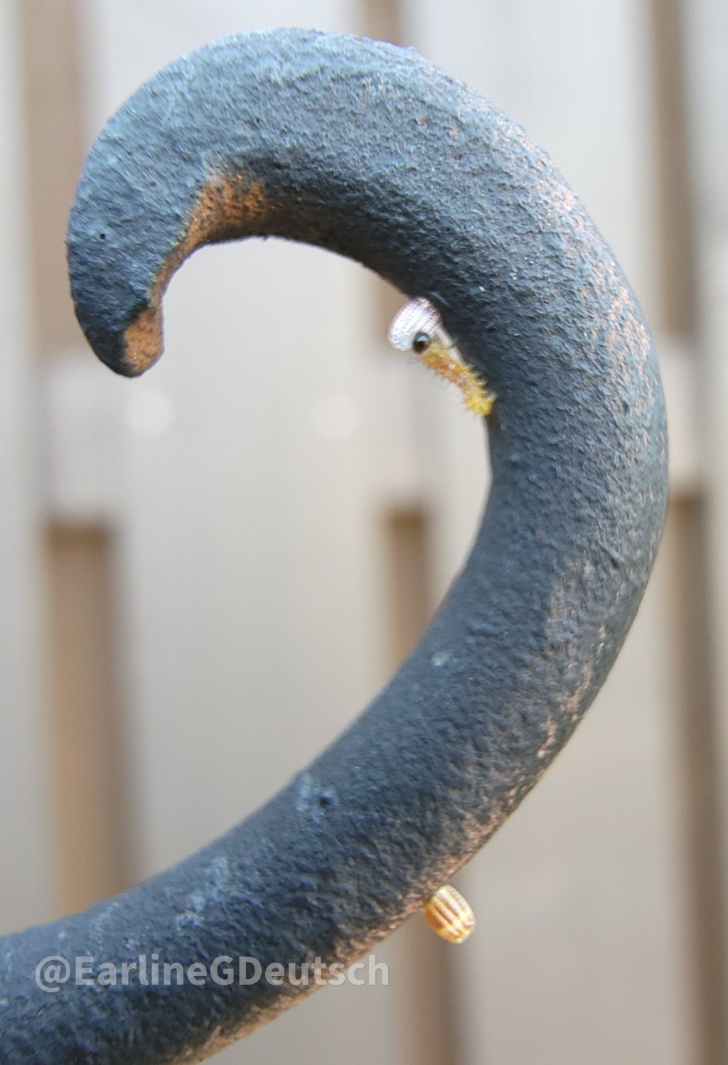 Frazzled Fritillary – Dione vanillae Lays Eggs in Stupid&nbsp;Places