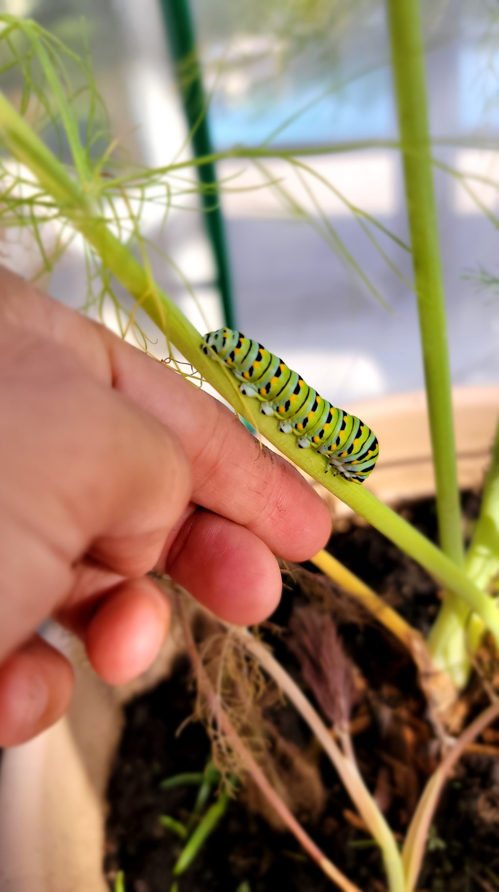 Low Larvae Count: Monarchs, Fritillaries, and Black&nbsp;Swallowtails