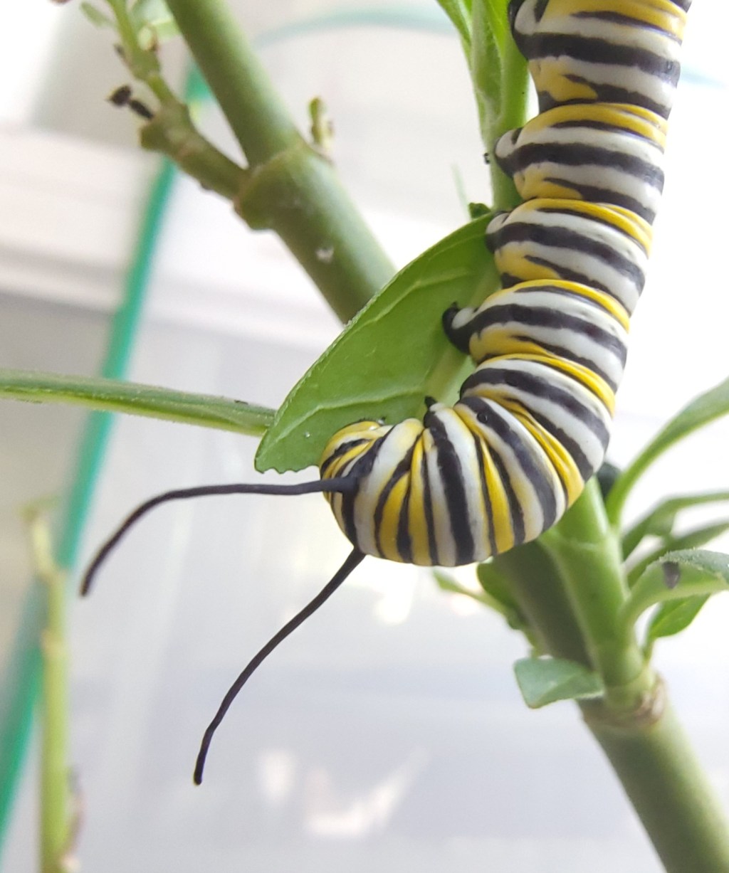 Elusive Zebra and Monarch&nbsp;Larvae