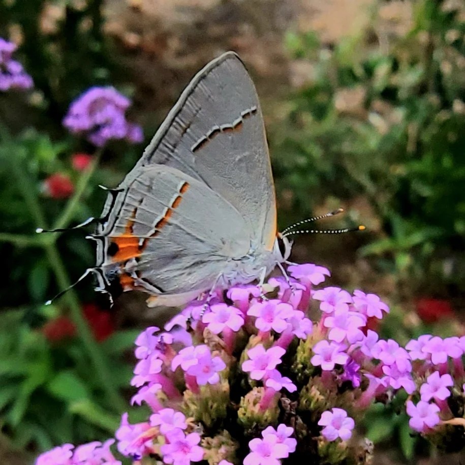 The Hairstreak Has&nbsp;Arrived!