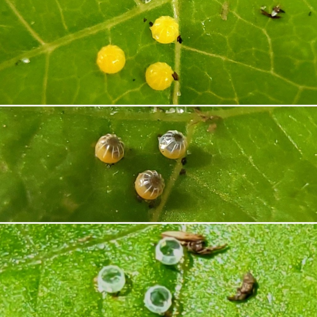 Long-tailed Skipper Overtakes Blue Lake&nbsp;Beans