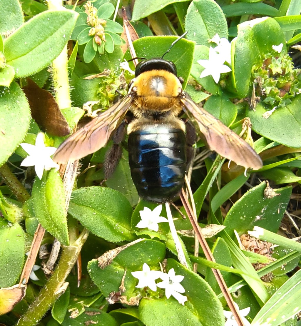 Winter recedes and insects&nbsp;return