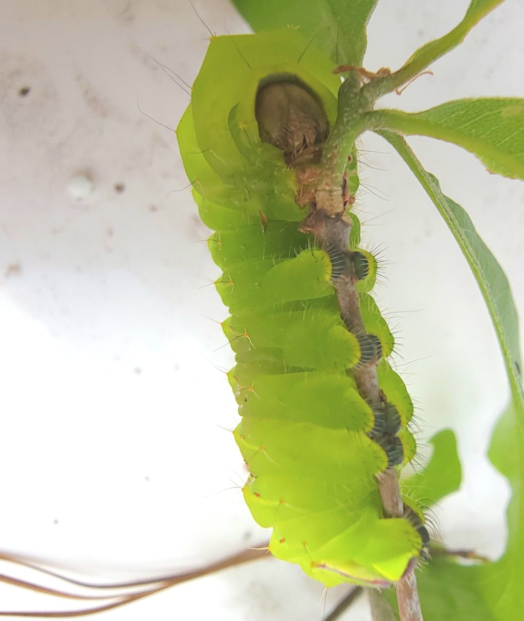 Collecting vs Photographing&nbsp;Insects