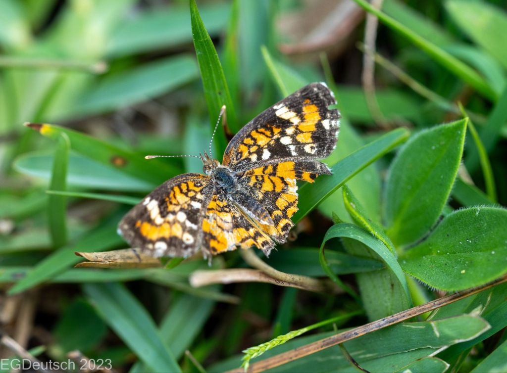 Phaon Crescents Seen Amongst the&nbsp;Grasses