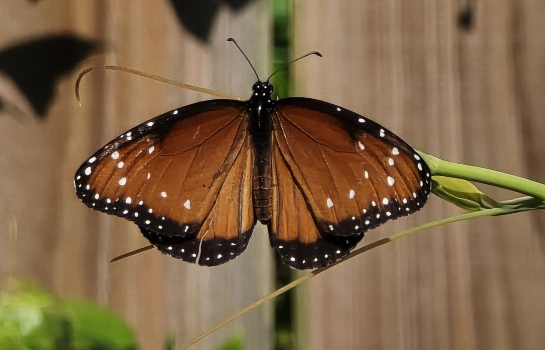 Queen butterfly (related to the Monarch)