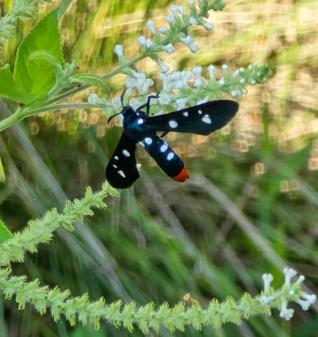 July is the Month of the Polka dot Wasp&nbsp;Moth