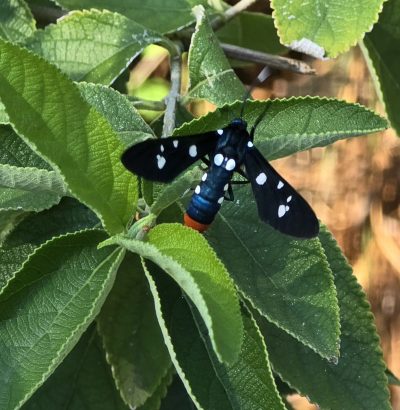 Pollinator Week at Buzzing&nbsp;Blossoms