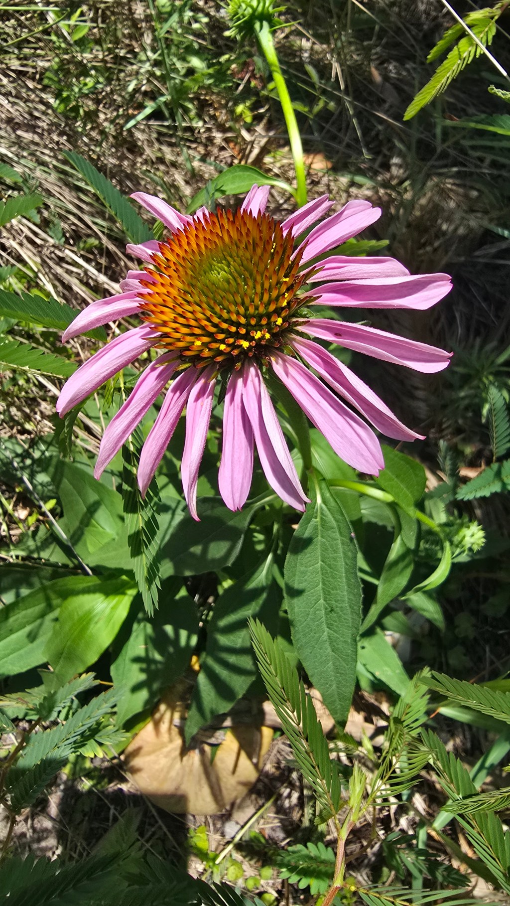 Purple Coneflower Pops Up in Mid&nbsp;June